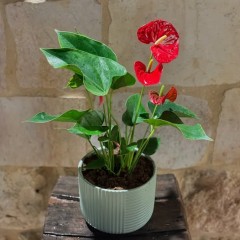 Seller Image